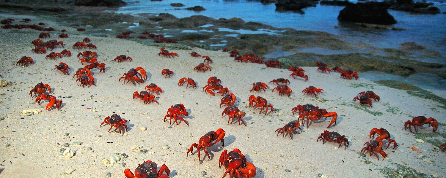 Red Crabs of Christmas Island