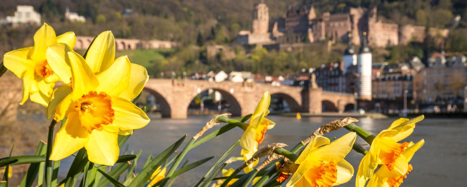 Heidelberg im Frühling