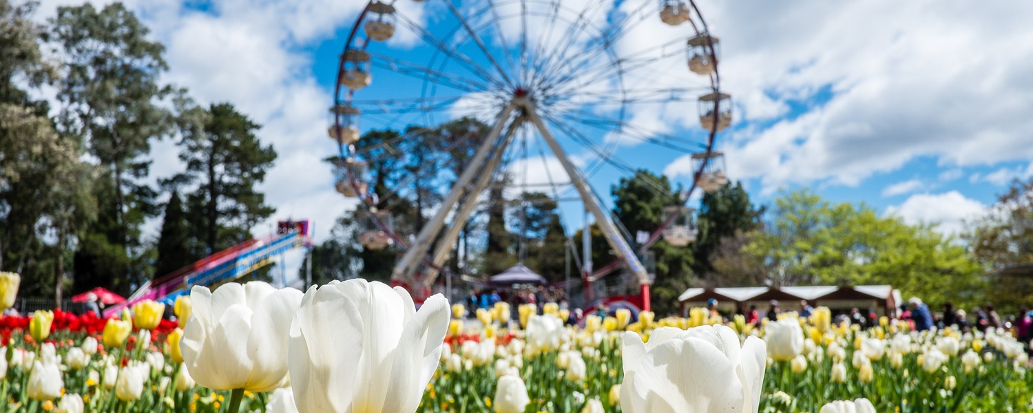 Tulips and ferris wheel in the background