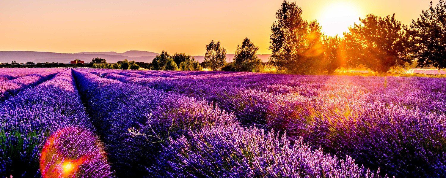 Sunset over a lavender field in Drome, France
