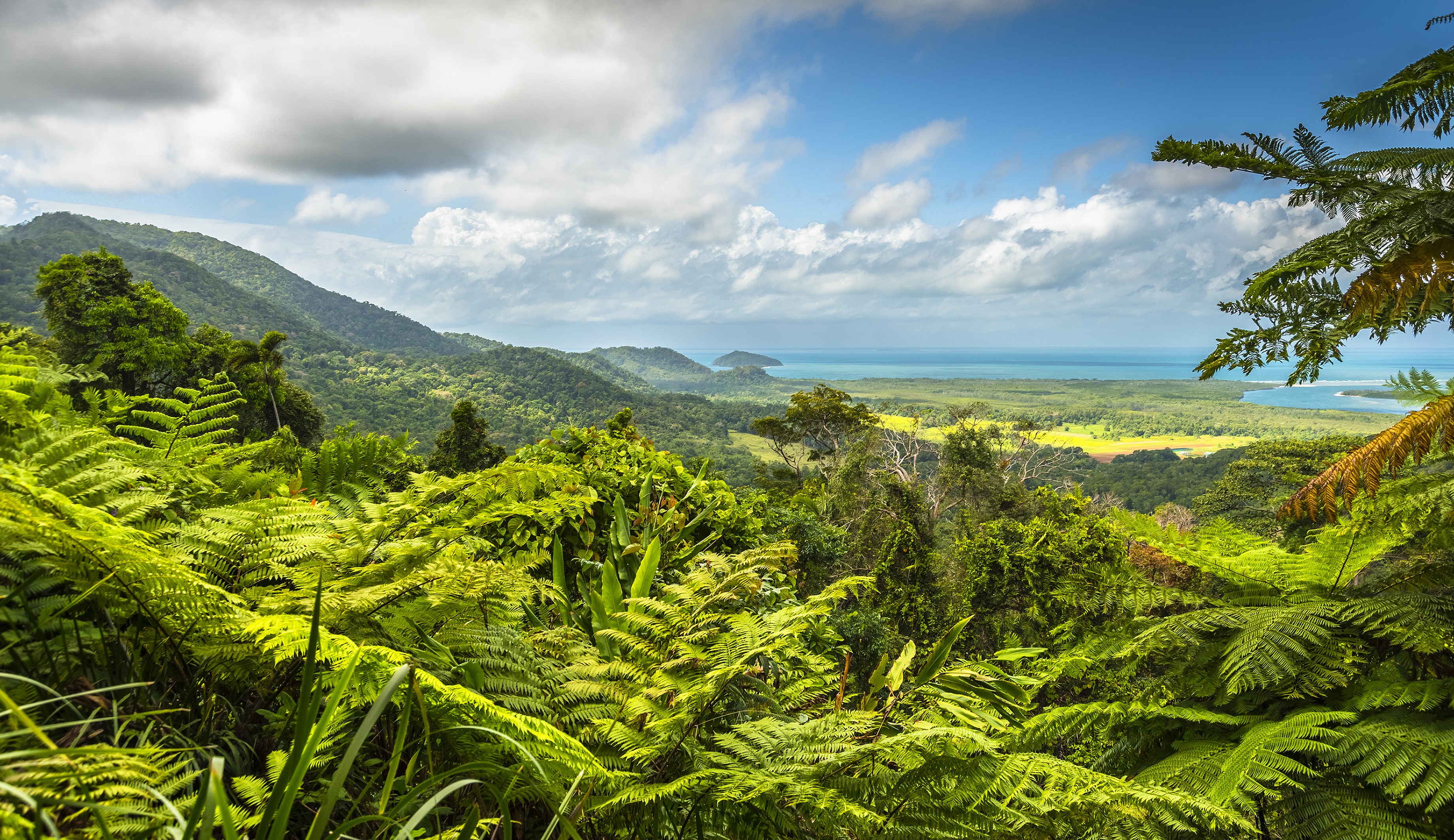 daintree rainforest half day tours from cairns