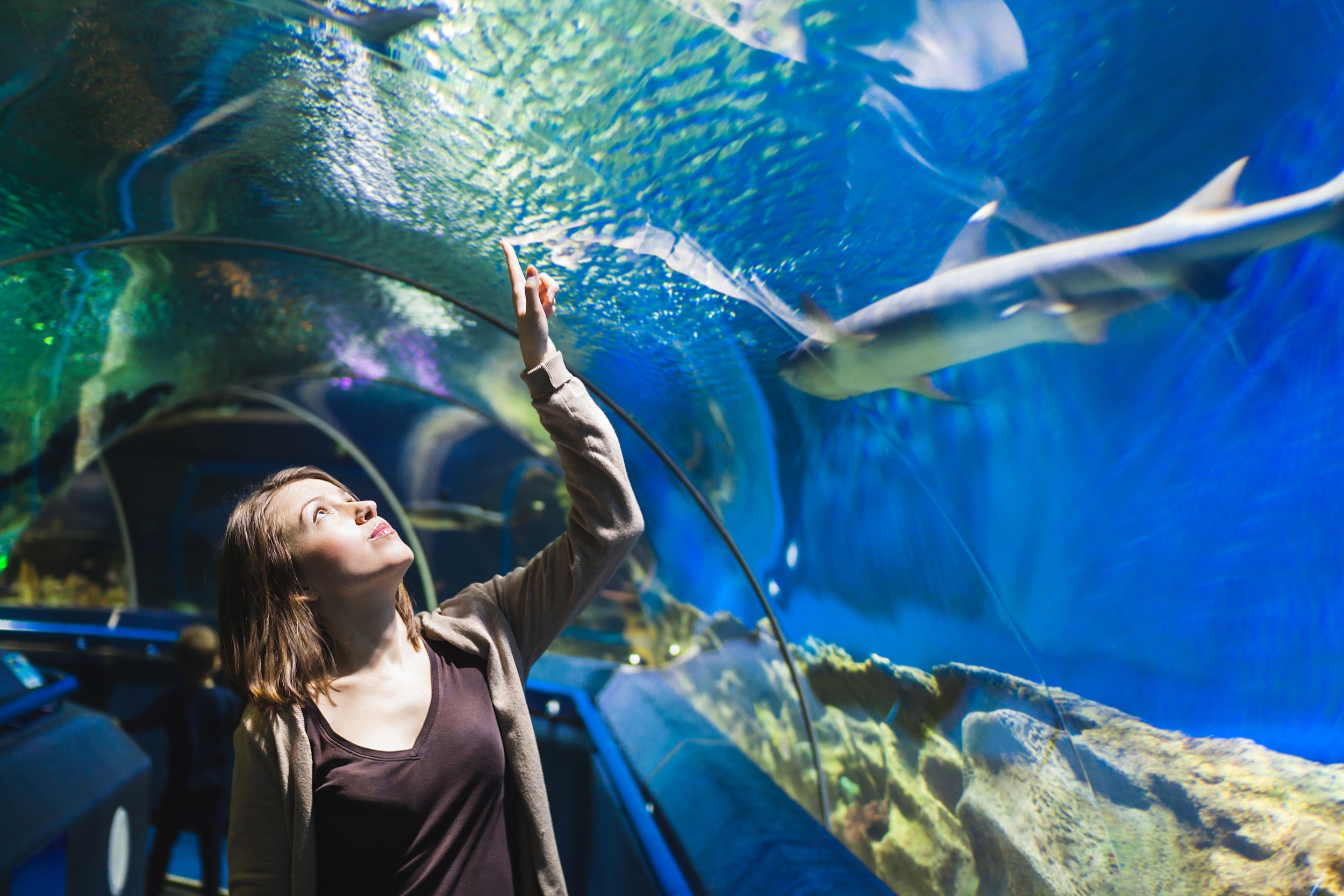 Аквариум наблюдать. Брайтонский аквариум (Sea Life Centre). Аквариум Sea Life Ганновер. Океанариум Sochi Discovery World Aquarium. Аквариум Шедда Чикаго.