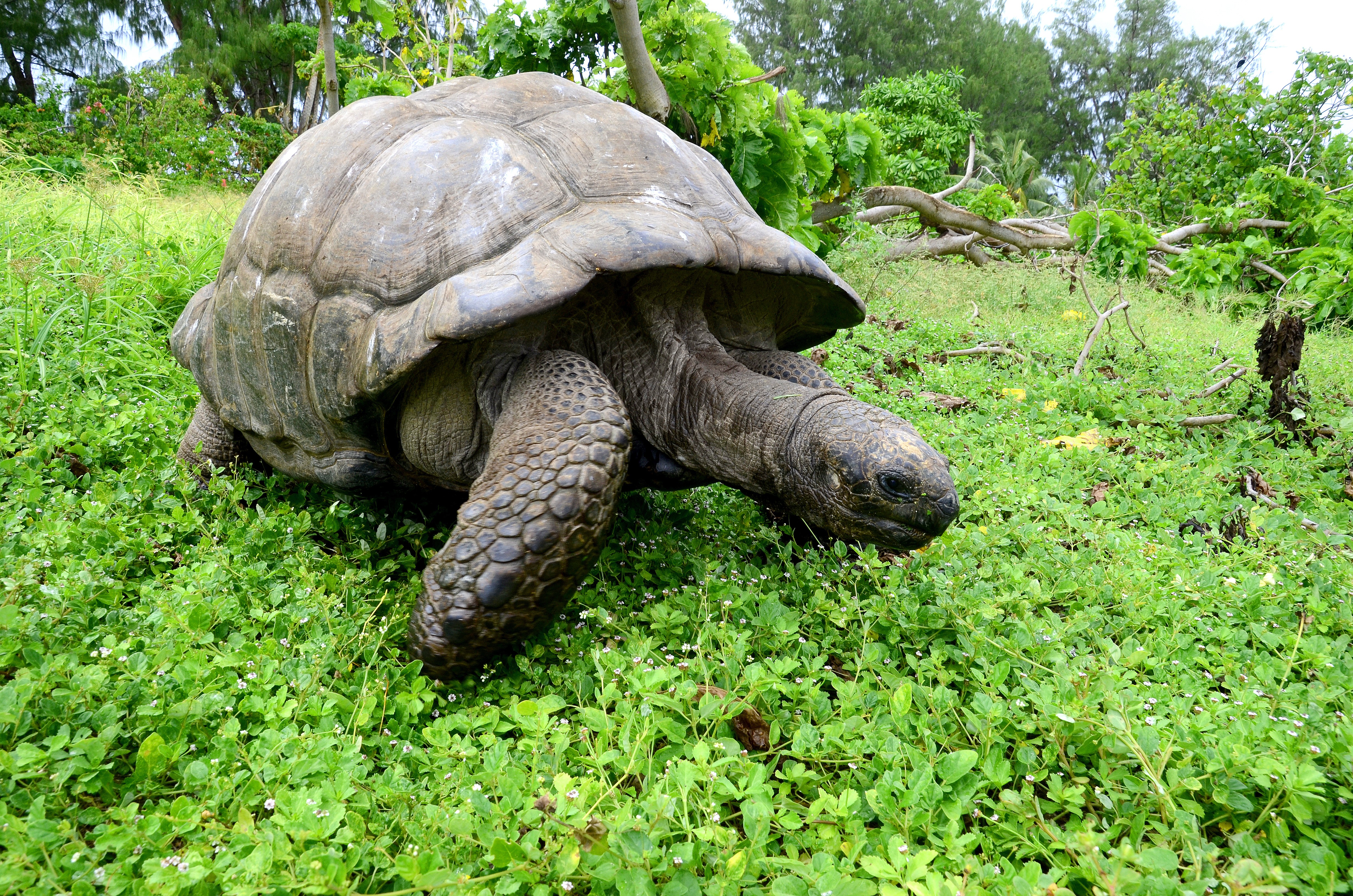 Слоновая черепаха среда обитания. Абингдонская слоновая черепаха одинокий Джордж. Галапагосская черепаха одинокий Джордж. Абингдонской слоновой черепахи. Галапагосские острова черепахи.
