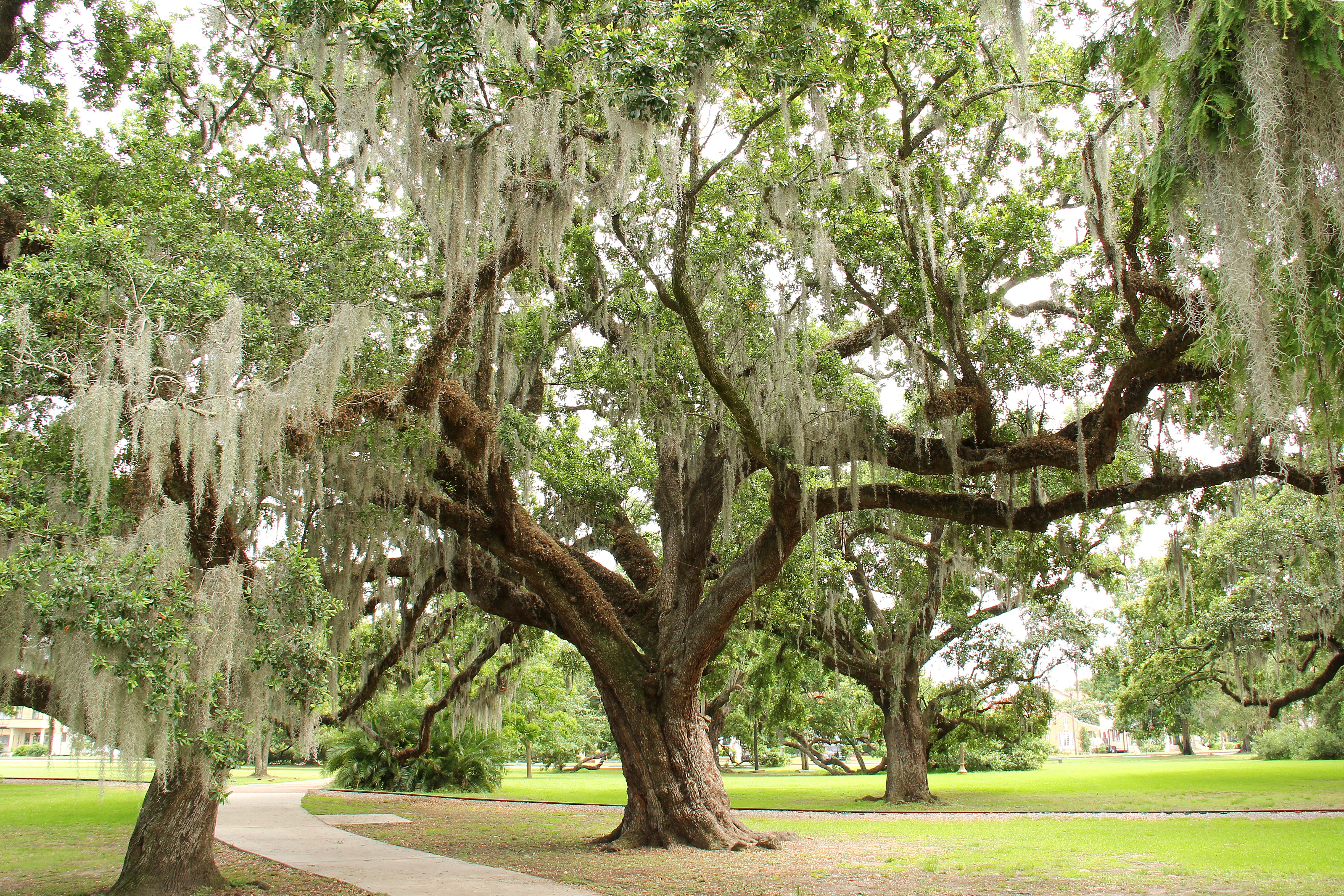 Какое дерево называют деревом жизни. Новый Орлеан деревья. Деревья в штате Луизиана. Новый Орлеан парк. Луизиана дерево засухоустойчивое.