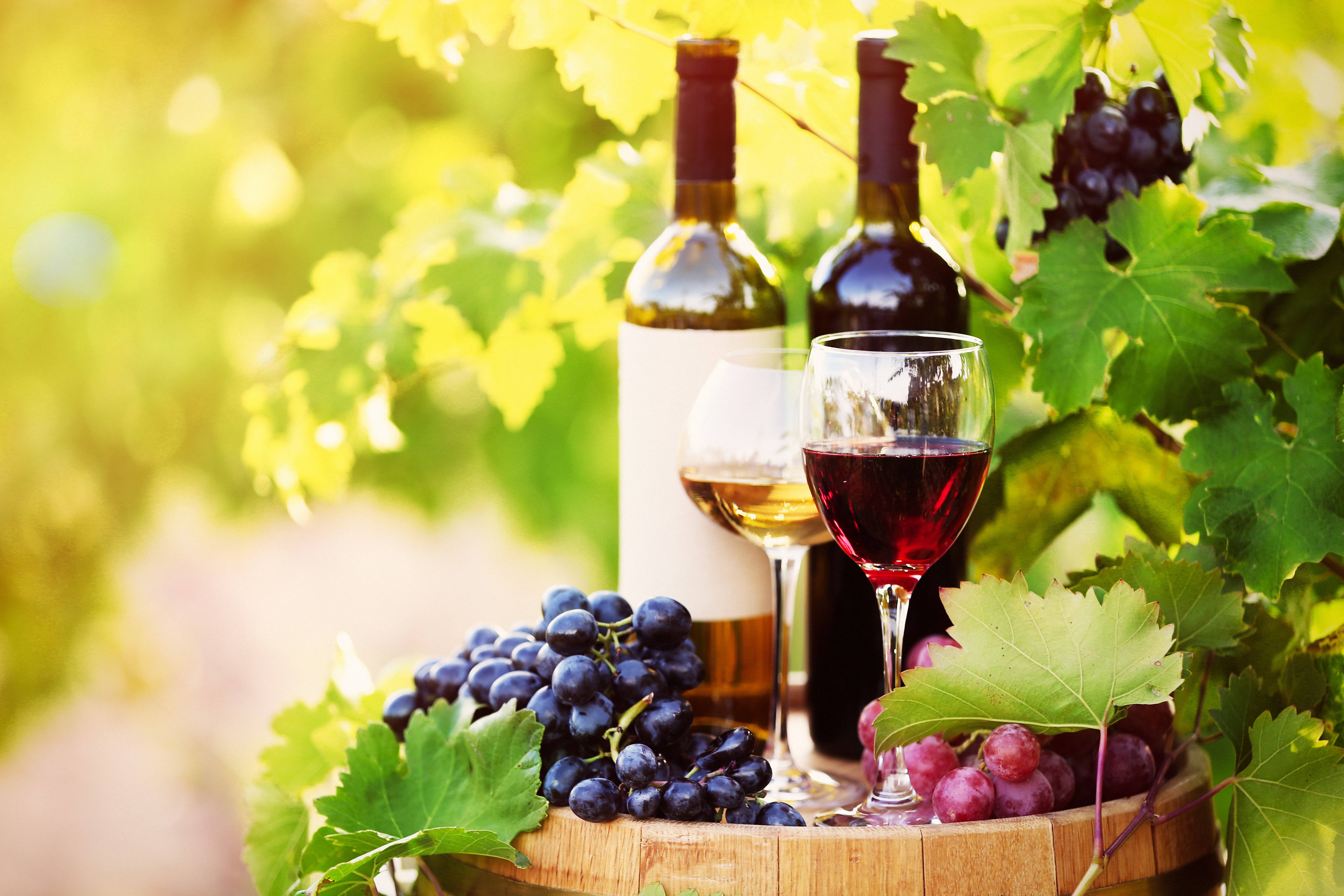 Vino. Виноградная Долина вино. Вино Аладастури Грузия. Грузия vino vinograd. Вино на фоне виноградника.